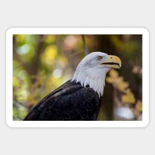 Bald Eagle Sticker